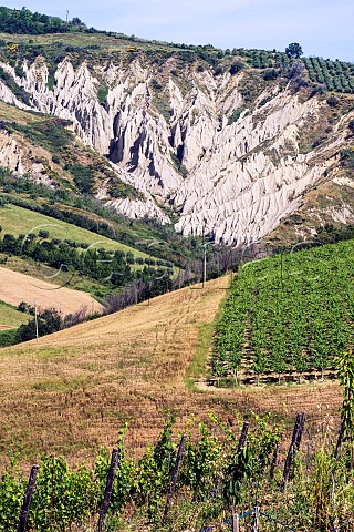 Calanchi Regional Nature Reserve of Atri seen from the vineyards of Francesco Cirelli Treciminiere province of Pescara Abruzzo Italy