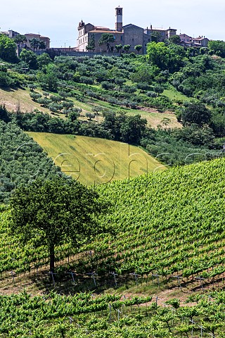 Vineyards of Tenuta Terraviva below town of Tortoreto Paese Teramo Abruzzo Italy