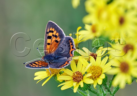 Small Copper nectaring on ragwort  Molesey Reservoirs Nature Reserve West Molesey Surrey England