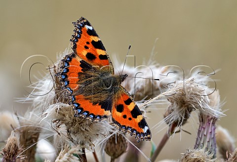 Small Tortoiseshell perched on thistle  East Molesey Surrey England