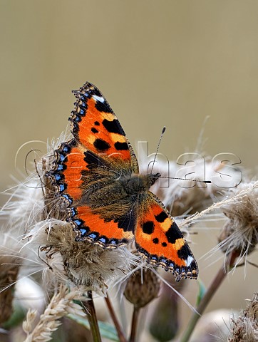 Small Tortoiseshell perched on thistle  East Molesey Surrey England