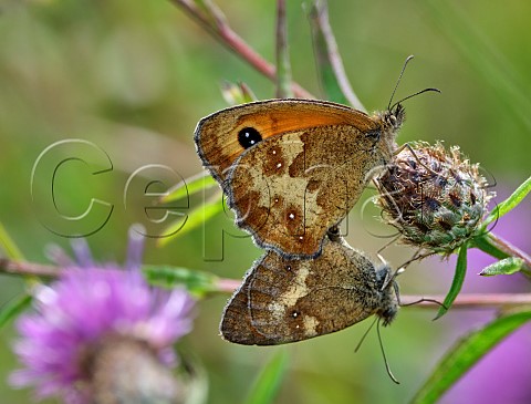 Mating pair of Gatekeeper butterflies Hurst Meadows East Molesey Surrey England