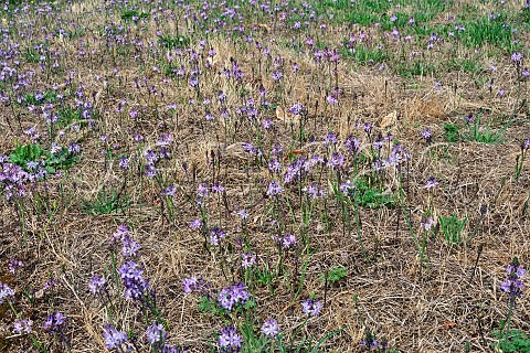 Autumn Squill flowers on a roadside verge Hurst Park West Molesey Surrey England