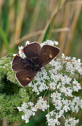 Brown Hairstreak male nectaring on Wild Carrot Molesey Heath Nature Reserve West Molesey Surrey England