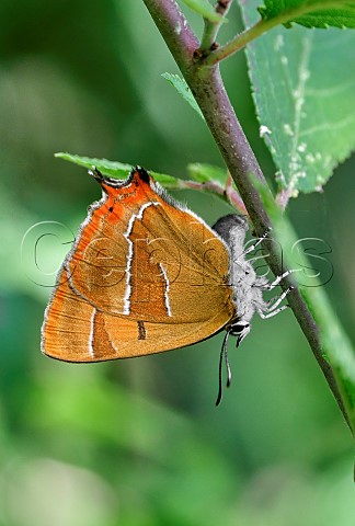 Brown Hairstreak egg laying on blackthorn Molesey Heath Nature Reserve West Molesey Surrey England