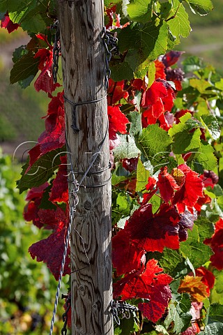 Sptburgunder vine with autumn colours in the Mayschosser Mnchberg vineyard Mayschoss Germany Ahr