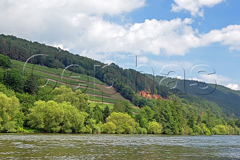 The Brgstadter Mainhlle vineyard showing the red sandstone typical of the region above the Main river near Brgstadt Germany Franken