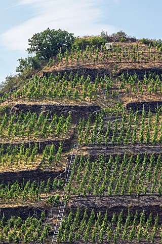 Steep section of the Mayschosser Mnchberg vineyard with terracing access ladders and the track of a caterpillar vehicle Mayschoss Germany Ahr