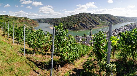 Looking down from the Oberweseler St Martinsberg vineyard to the river Rhine at Oberwesel Germany Mittelrhein