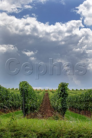 Storm clouds gathering over the Hechtsheimer Kirchenstck vineyard in Mainz Germany Rheinhessen