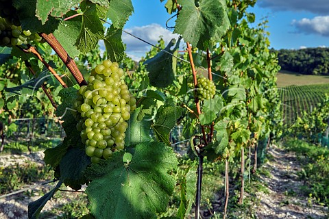 Chardonnay grapes in vineyard of Silverhand Estate at Luddesdown Gravesham Kent England