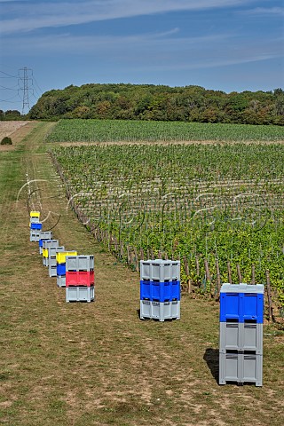 Grape crates ready for the harvest in vineyard of Silverhand Estate at Luddesdown Gravesham Kent England