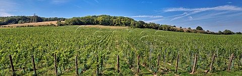 Vineyards of Silverhand Estate near Luddesdown Gravesham Kent England