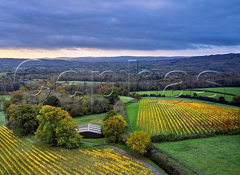 Autumnal vineyards of Blackdown Ridge Estate in foreground and Weyborne Estate on right  Haslemere Sussex England