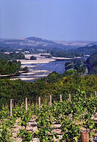 River Loire and vineyard at Les Loges near PouillysurLoire Nivre France AC PouillyFum