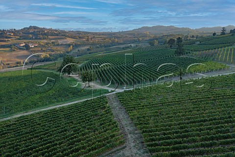 Timorasso vineyards of Walter Massa Vigneti Massa Monleale Piemonte Italy Colli Tortonesi