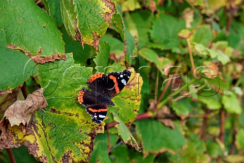 Red Admiral on Pinot Noir leaf in Coldharbour Vineyard of Sugrue South Downs  Sutton West Sussex England