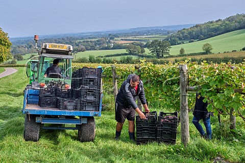 Collecting crates of Pinot Noir grapes in Coldharbour Vineyard of Sugrue South Downs  Sutton West Sussex England