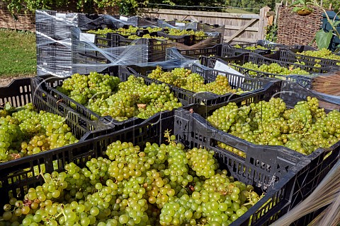 Crates of harvested Chardonnay grapes at Coldharbour Vineyard of Sugrue South Downs  Sutton West Sussex England