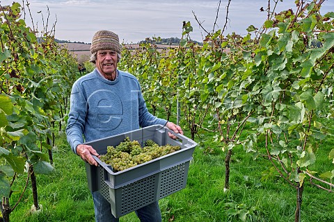 Hugo Stewart with crate of Chardonnay grapes in his vineyard Domaine Hugo Botleys Farm  Downton Wiltshire England