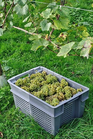 Crate of harvested Chardonnay grapes in vineyard of Domaine Hugo  Botleys Farm  Downton Wiltshire England