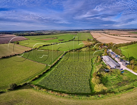 Vineyard of Domaine Hugo and winery of Offbeat Wines at Botleys Farm  Downton Wiltshire England