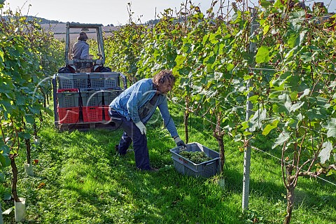 Collecting crates of harvested Chardonnay grapes in vineyard of Domaine Hugo  Botleys Farm  Downton Wiltshire England