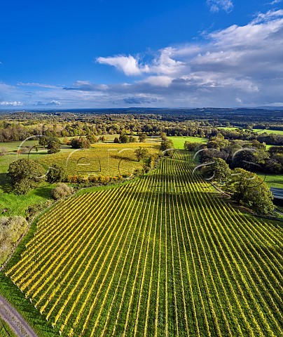 Autumnal vineyards of Blackdown Ridge Estate  Haslemere Sussex England