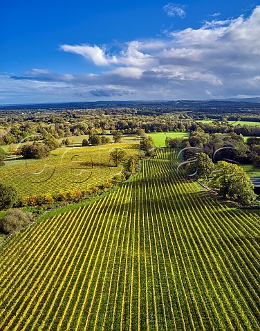 Autumnal vineyards of Blackdown Ridge Estate  Haslemere Sussex England