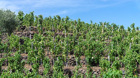 Terraced vineyard of Alta Mora at Contrada Guardiola Castiglione di Sicilia Etna Sicily Italy Etna