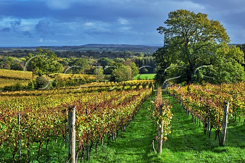 Autumnal vineyard of Blackdown Ridge Estate Haslemere Sussex England