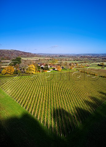 Coldharbour Vineyard of Sugrue South Downs  Sutton West Sussex England