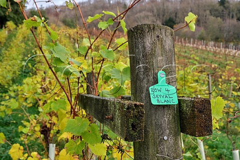 Strainer post in Seyval Blanc vineyard Godstone Vineyards Godstone Surrey England