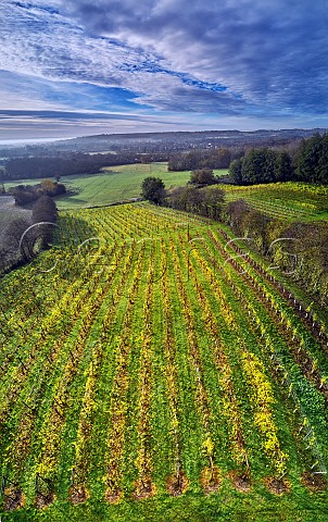 Autumnal Seyval Blanc vines of Godstone Vineyards Godstone Surrey England