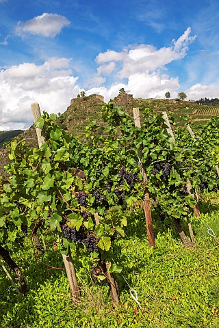 Pinot noir vines with ripening grapes in the Mayschosser Burgberg vineyard Mayschoss Germany Ahr