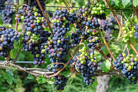 Vraison of pinot noir grapes in the Mayschosser Burgberg vineyard Mayschoss Germany Ahr
