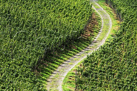 Track between the vines in the Mayschosser Burgberg vineyard Mayschoss Germany Ahr