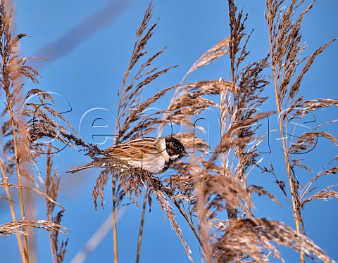 Reed Bunting  West Molesey Surrey England