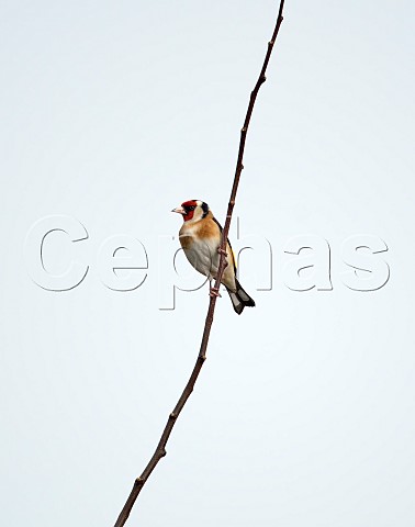 Goldfinch perched on a twig  West Molesey Surrey England