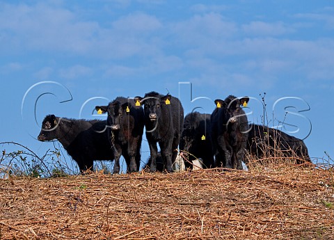 Aberdeen Angus cattle on a brownfield nature reserve West Molesey Surrey England