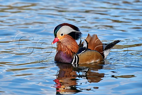 Mandarin duck on the River Thames West Molesey Surrey England