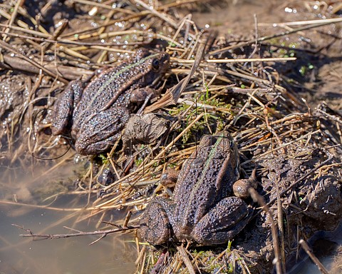 Marsh Frogs showing the distinctive green stripe down their backs Molesey Reservoirs Nature Reserve West Molesey Surrey
