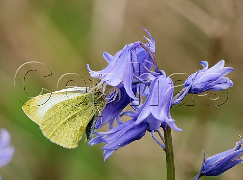 White Crab Spider hiding in a bluebell flower has caught a Small White butterfly