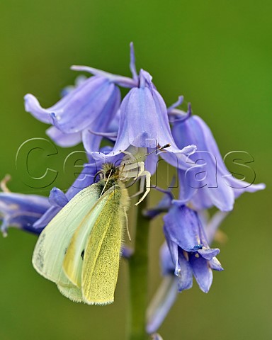 White Crab Spider hiding in a bluebell flower has caught a Small White butterfly