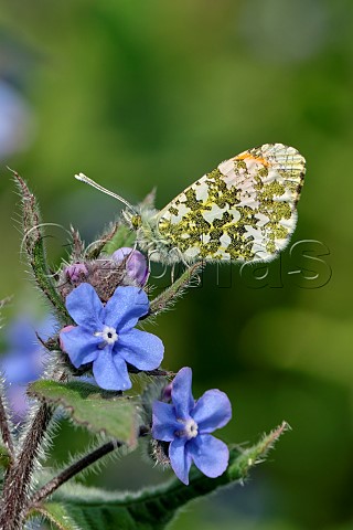 Orange Tip male perched on Green Alkanet Molesey Reservoirs Nature Reserve West Molesey Surrey England