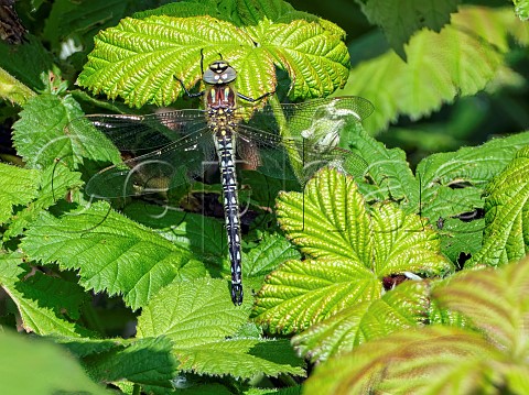 Hairy Dragonfly male Molesey Reservoirs Nature Reserve West Molesey Surrey England
