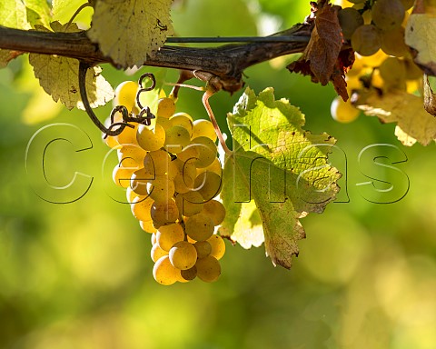 Sauvignon Blanc grapes UCD1 clone in vineyard of the central Wairau Plains Renwick Marlborough New Zealand