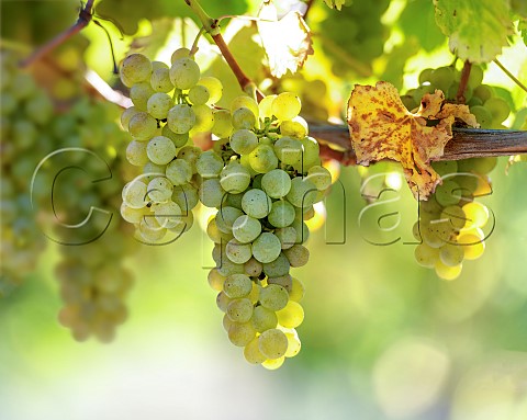 Sauvignon Blanc grapes UCD1 clone in vineyard of the central Wairau Plains Renwick Marlborough New Zealand