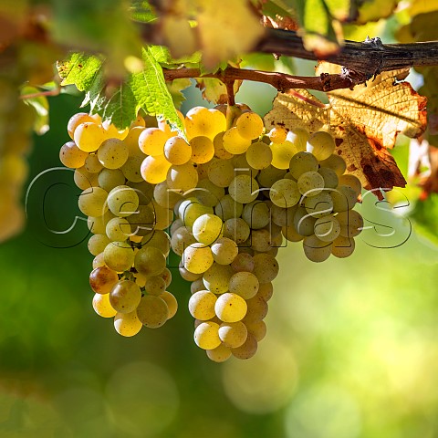 Sauvignon Blanc grapes UCD1 clone in vineyard of the central Wairau Plains Renwick Marlborough New Zealand