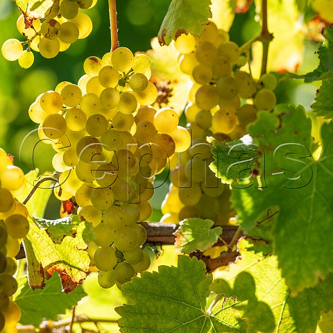 Sauvignon Blanc grapes UCD1 clone in vineyard of the central Wairau Plains Renwick Marlborough New Zealand